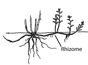 image_tooltip alt_text